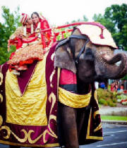 Elephant_wedding.jpg