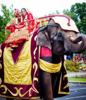 Elephant_wedding.jpg