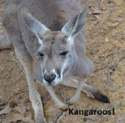 dallas_kangaroo.JPG