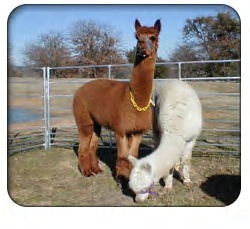 alpacas2.jpg