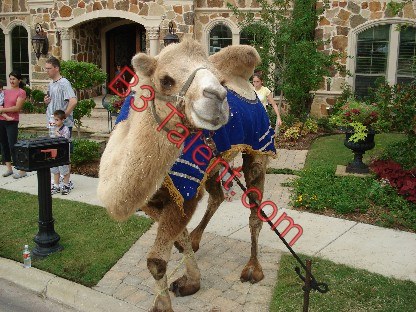 camel_rides.jpg