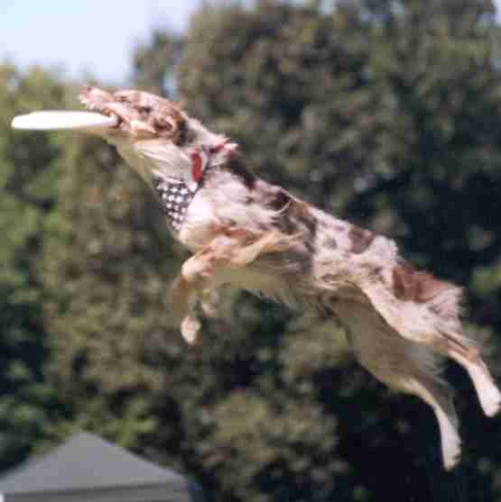 frisbee_dog_aerial.jpg